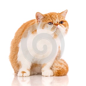 Exotic shorthair cat, , sitting on a white background