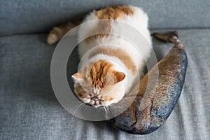 Exotic shorthair cat sleep on fish pillow