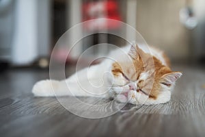 Exotic shorthair cat sleep on living room photo