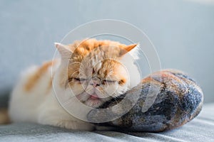 Exotic shorthair cat sleep on mackerel pillow