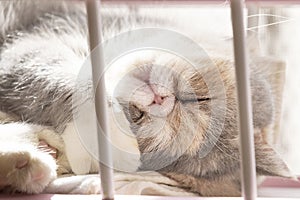 Exotic shorthair cat sleeping in a living room. Animal care concept.