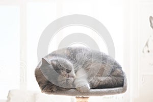 Exotic shorthair cat sleeping next to a window. in a living room.