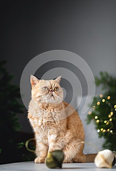 Exotic shorthair cat on table near Christmas tree