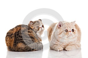 Exotic shorthair cat. Two cats