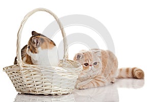 Exotic shorthair cat. Two cats sitting