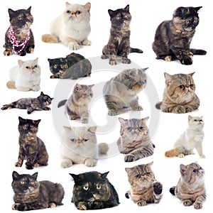 Exotic shorthair cats