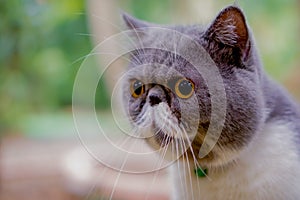 Exotic Shorthair Cats at the jungle.