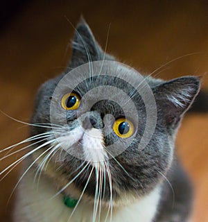 Exotic Shorthair Cats looked up