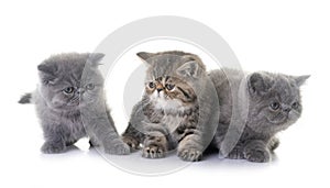 exotic shorthair kitten