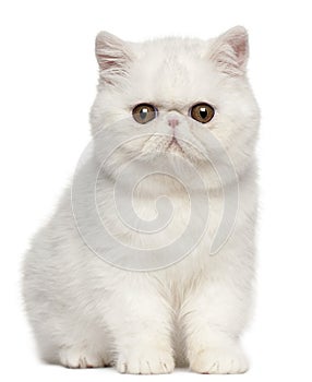 Exotic Shorthair kitten, 4 months old, sitting