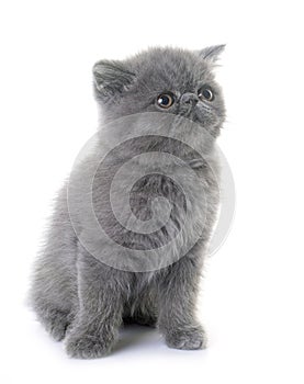 exotic shorthair in studio