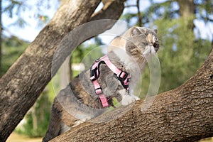 Exotic Shorthaired cat on a tree. Empty copy space for Editor\'s content.