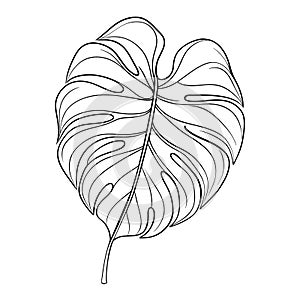 exotic single leaf drawn single black line