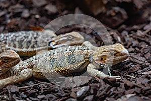 Reptile resting in its abit