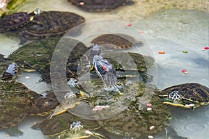 Tortoises resting in its abit