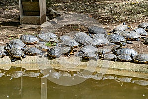 Tortoises resting in its abit