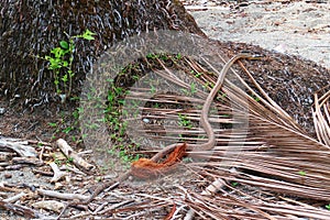 Exotic snake found in Corcovado National Park with lush tropical rainforest in the Osa Peninsula, Pacific ocean, Costa Rica