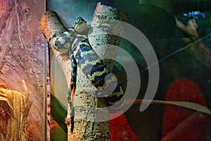 Exotic snakes in the terrarium of the Kiev Zoo