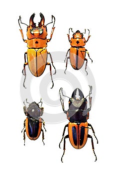 Exotic stag beetles
