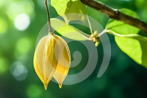 Exotic Star fruit ( carambola ) hanging on a tree, plantation in sunset light.