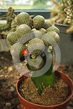 Exotic succulent rebutia aylostera heliosa photo