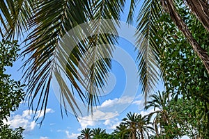 Exotic summer background with palm leaves and tropical plants against blue sky. Natural backdrop of trees outdoors in a garden or