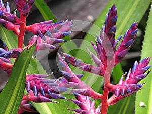 Exotic summer plants up close photo