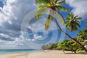 Exotic Sunny beach and coconut palms on Beau Vallon beach, Seychelles.