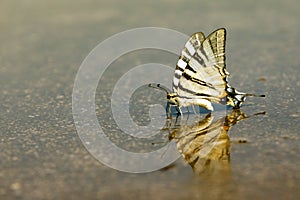 Exotic Swallowtail butterfly who drinks water