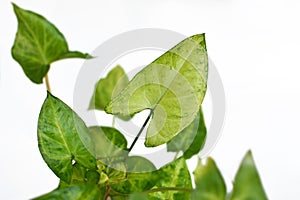 Exotic Syngonium podophyllum `Pixi` or `Arrow` Arrowhead Vine plant on white background