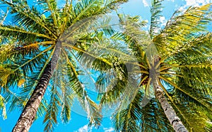 Exotic tall palm trees seen from below on a background of blue sky