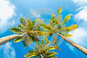 Exotic tall palm trees seen from below on a background of blue sky