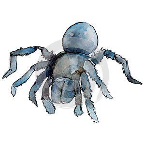 Exotic tarantula wild insect in a watercolor style isolated.