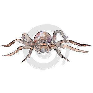 Exotic tarantula wild insect in a watercolor style isolated.