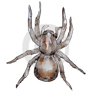 Exotic tarantula wild insect in a watercolor style isolated.