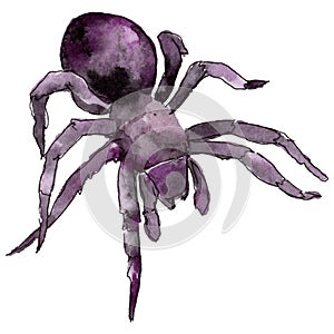 Exotic tarantula wild insect in a watercolor style isolated.