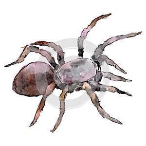 Exotic tarantula wild insect in a watercolor style isolated. For background, texture, wrapper pattern or tattoo.