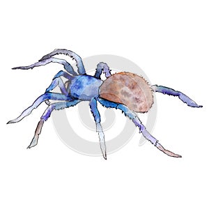 Exotic tarantula wild insect in a watercolor style isolated. For background, texture, wrapper pattern or tattoo.