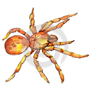 Exotic tarantula wild insect in a watercolor style isolated. For background, texture, wrapper pattern or tattoo.