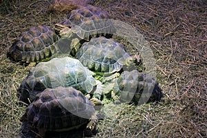 exotic terrestrial turtle