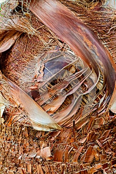 Exotic texture of palm bark. Close up of trunk. Rough brown palm tree wood natural background.