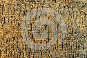 Exotic texture of palm bark. Close up of trunk. Rough brown palm tree wood natural background.