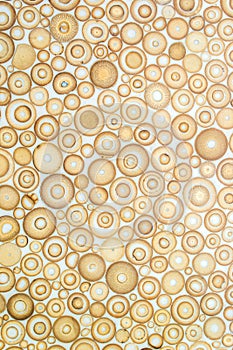 Exotic texture pattern of bamboo cross section filled with hardening enamel photo