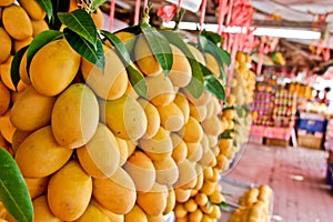 Exotic Thai Fruit. Maprang, Marian plum, Gandaria, Marian