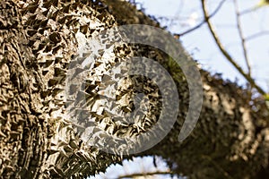 Exotic thorny tree