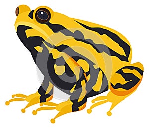 Exotic toad. Yellow black animal. Tropical amphibia