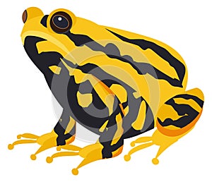 Exotic toad. Yellow black animal. Tropical amphibia photo