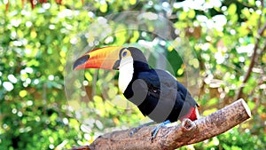 Exotic toco toucan bird in natural setting and looking.