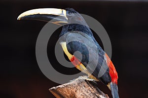 Exotic Toucan bird. Black necked Aracari, Pteroglossus Aracari perched on tree branch.