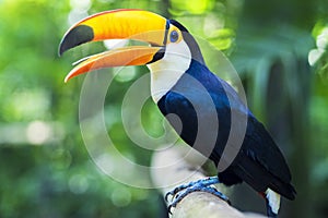 Exotic Toucan Bird in Natural Setting, Foz do Iguacu, Brazil